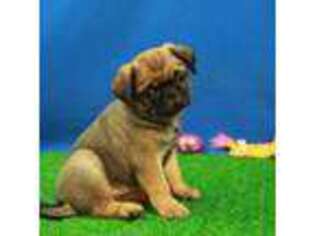 Pug Puppy for sale in Hickory, NC, USA