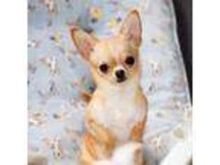 Chihuahua Puppy for sale in Anderson, SC, USA