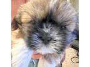 Mutt Puppy for sale in Goodyear, AZ, USA