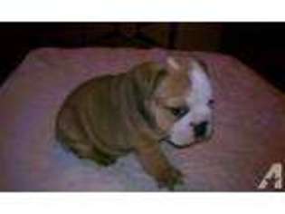 Bulldog Puppy for sale in CAMERON, NC, USA
