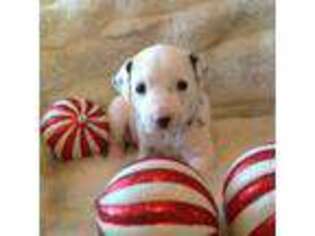 Dalmatian Puppy for sale in Independence, MO, USA