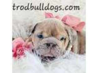 Bulldog Puppy for sale in Stigler, OK, USA