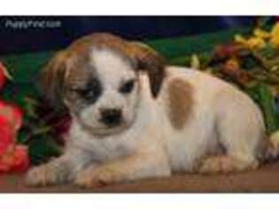 Mutt Puppy for sale in Conestoga, PA, USA