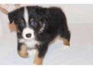 Australian Shepherd Puppy for sale in Houston, TX, USA