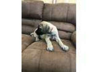 Mastiff Puppy for sale in Johnsonville, IL, USA