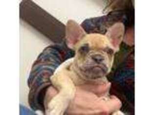 French Bulldog Puppy for sale in Wilmore, KY, USA