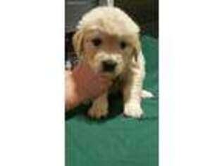 Golden Retriever Puppy for sale in Linden, NC, USA