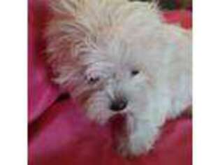 Maltese Puppy for sale in Arcadia, FL, USA
