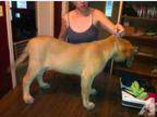 Mastiff Puppy for sale in SOUTH HAVEN, MI, USA