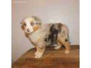 Australian Shepherd Puppy for sale in Pomona, MO, USA
