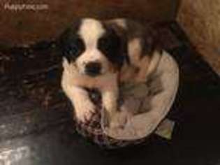 Saint Bernard Puppy for sale in Yatesville, GA, USA
