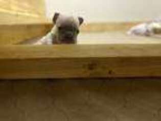 French Bulldog Puppy for sale in Roswell, GA, USA