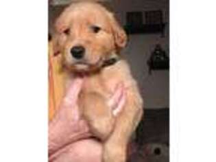 Golden Retriever Puppy for sale in Harrison City, PA, USA