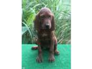 Redbone Coonhound Puppy for sale in Chillicothe, OH, USA