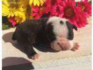 Bulldog Puppy for sale in Lexington, OK, USA
