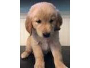 Golden Retriever Puppy for sale in Danville, NH, USA