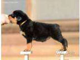 Rottweiler Puppy for sale in Grass Valley, CA, USA