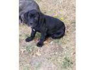 Cane Corso Puppy for sale in Sioux City, IA, USA