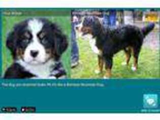 Bernese Mountain Dog Puppy for sale in Jacksonville, FL, USA