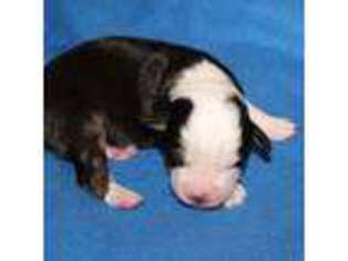 Mutt Puppy for sale in Hillsdale, MI, USA