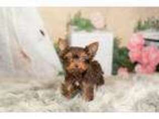 Yorkshire Terrier Puppy for sale in Warsaw, IN, USA