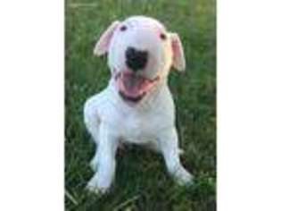 Bull Terrier Puppy for sale in Sand Springs, OK, USA