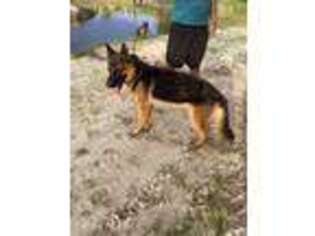 German Shepherd Dog Puppy for sale in Indiantown, FL, USA
