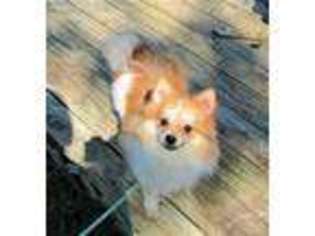 Pomeranian Puppy for sale in Waverly, KS, USA