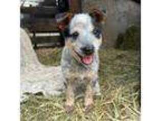 Australian Cattle Dog Puppy for sale in Hyde Park, NY, USA