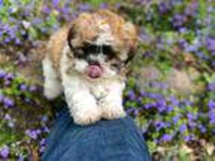 Mutt Puppy for sale in Woodruff, WI, USA