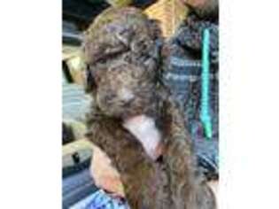 Labradoodle Puppy for sale in Kinston, NC, USA