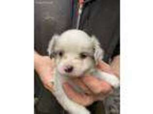 Miniature Australian Shepherd Puppy for sale in Granville, OH, USA