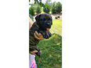 Boerboel Puppy for sale in Tryon, NC, USA