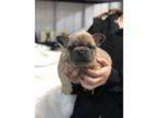 French Bulldog Puppy for sale in Stilwell, OK, USA