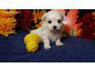 Maltese Puppy for sale in La Grange, KY, USA