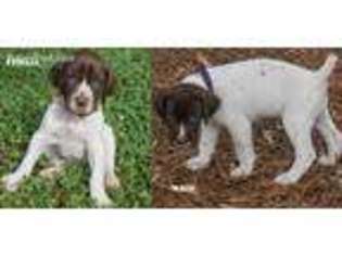 German Shorthaired Pointer Puppy for sale in Macon, GA, USA