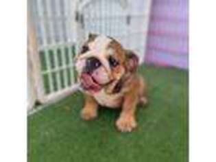 Bulldog Puppy for sale in Deltona, FL, USA