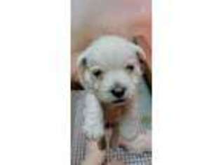 West Highland White Terrier Puppy for sale in Greensboro, NC, USA
