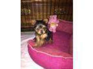 Yorkshire Terrier Puppy for sale in Wynantskill, NY, USA