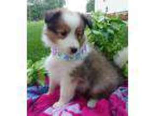 Shetland Sheepdog Puppy for sale in New Haven, IN, USA