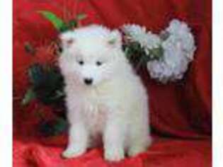 Samoyed Puppy for sale in Danville, OH, USA