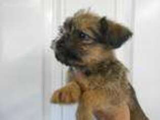 Brussels Griffon Puppy for sale in Central Point, OR, USA