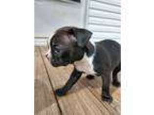Boston Terrier Puppy for sale in Windom, TX, USA