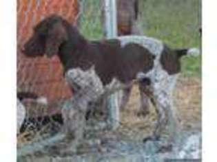 German Shorthaired Pointer Puppy for sale in MILFORD, DE, USA