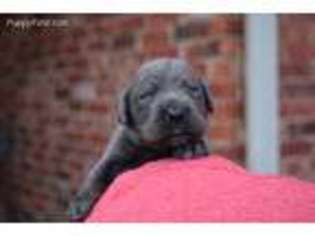 Cane Corso Puppy for sale in Cashion, OK, USA