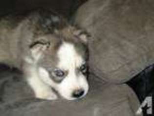 Siberian Husky Puppy for sale in NEWFIELD, NJ, USA