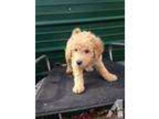 Goldendoodle Puppy for sale in SCIPIO, IN, USA