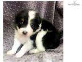 Australian Shepherd Puppy for sale in Little Rock, AR, USA