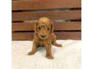 Mutt Puppy for sale in Riverton, IL, USA