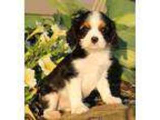 Cavalier King Charles Spaniel Puppy for sale in Leola, PA, USA